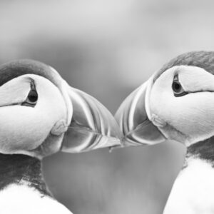 Fine art canvas print – 'Shaped in Silence' puffin on cliff, nature photography by Created by Time
