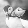 Two puffins courting on Runde Island, Norway – fine art canvas 'Whispers of Time' by Created by Time