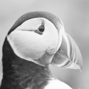Atlantic puffin portrait – Fratercula arctica from Runde, Norway – fine art canvas 'The Silent Gaze' by Created by Time