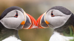 Puffin in Runde, Norway