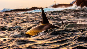 Killerwhale (Orcinus Orca) near the coast of Skrova, Lofoten, Norway — swimming through rough November seas at sunset.