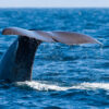Spermwhale diving for squid in Stø, Vesterålen Norway