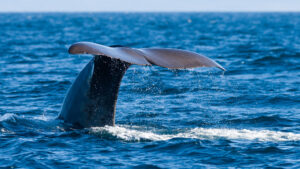 Spermwhale diving for squid in Stø, Vesterålen Norway