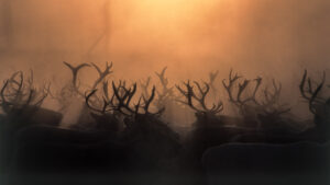 Reinderrs separation in Skalstugan Jämtland Sweden