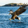 White tailed eagle hunting in the sea
