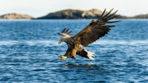 White tailed eagle hunting in the sea