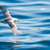 Fulmar in Stø, Vesterålen