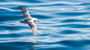 Fulmar in Stø, Vesterålen