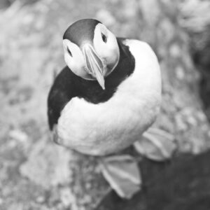 A fine art portrait of an Atlantic puffin captured in a moment of quiet curiosity.