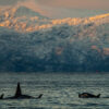 Killer whales swimming in winter light in Lofoten, Norway, with snow-covered mountains in the background, fine art wildlife photography by Created by Time