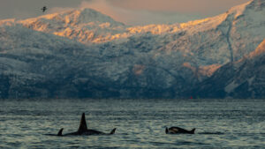 Killer whales swimming in winter light in Lofoten, Norway, with snow-covered mountains in the background, fine art wildlife photography by Created by Time