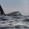 Male killerwhale surfacing in rough seas near Skrova, Lofoten, Norway, captured