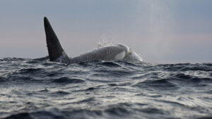 Male killerwhale surfacing in rough seas near Skrova, Lofoten, Norway, captured