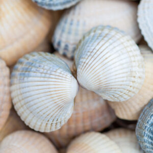Soft seashell formations in natural warm tones photographed in close-up