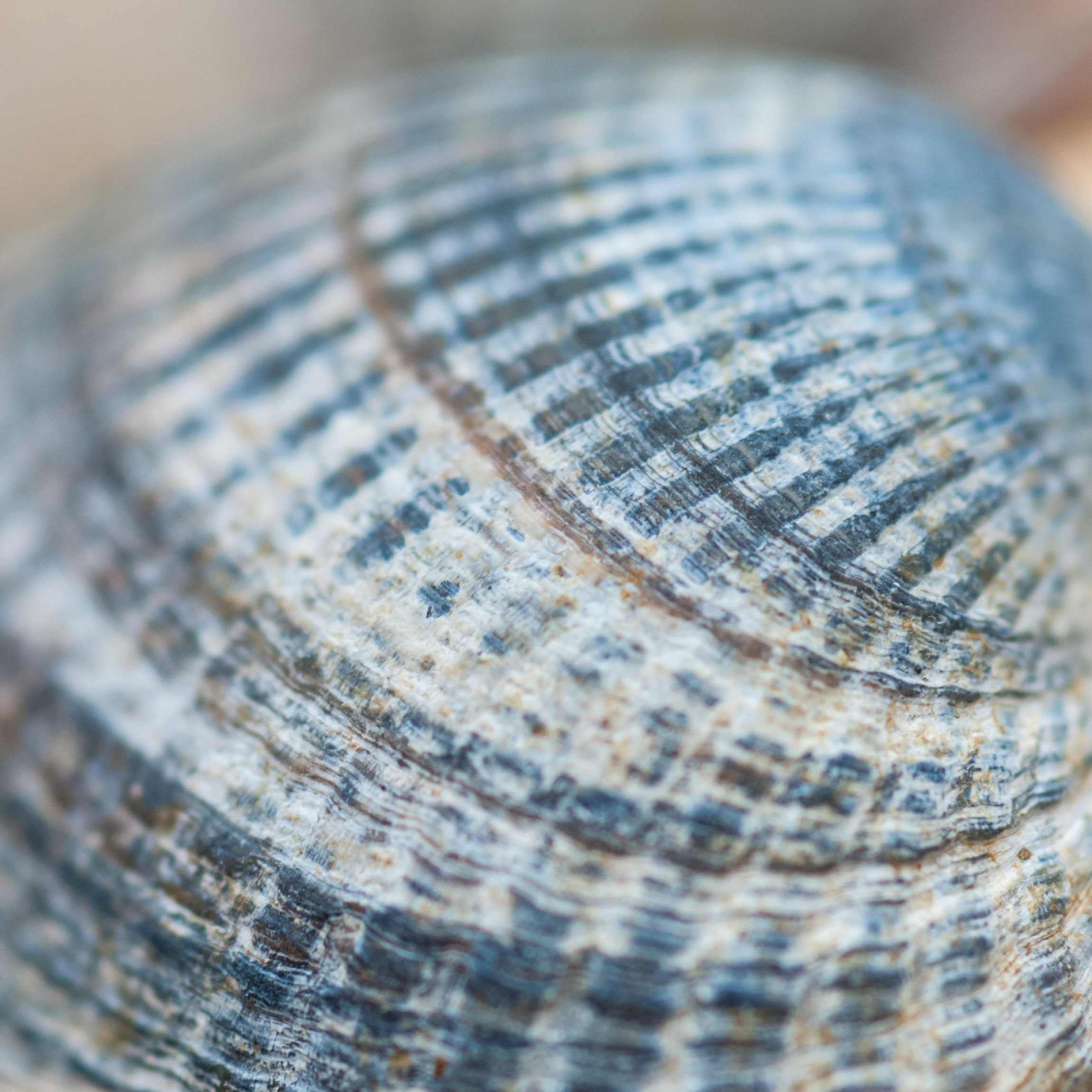 Natural arrangement of seashells forming a textured coastal pattern