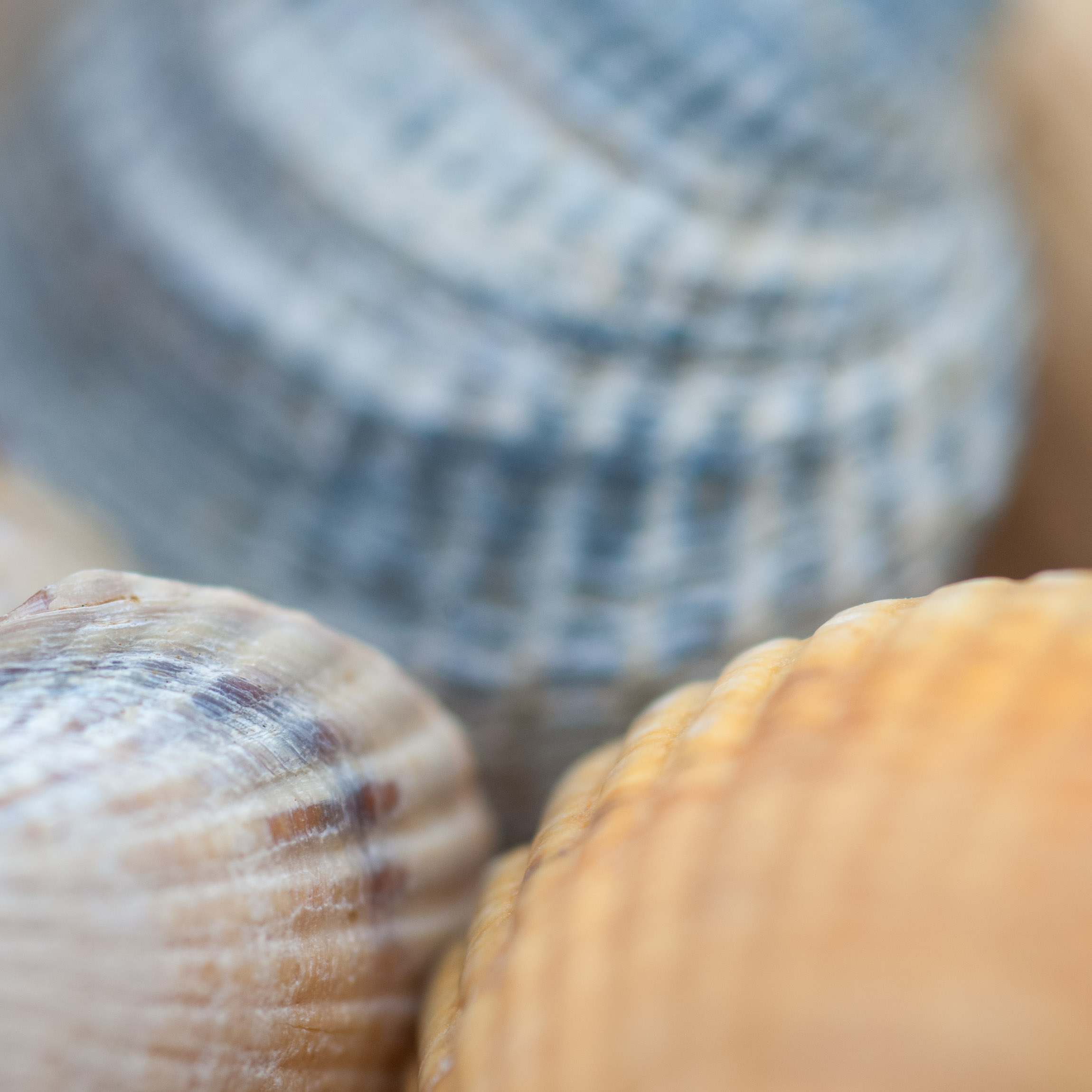 Soft seashell formations in natural warm tones photographed in close-up